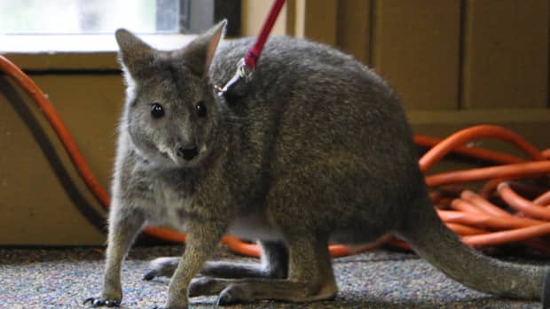 pet-wallaby-care-a-comprehensive-care-guide