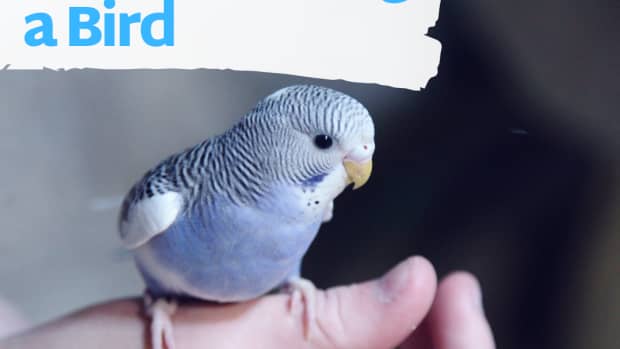 7-things-you-should-know-before-buying-a-pet-bird
