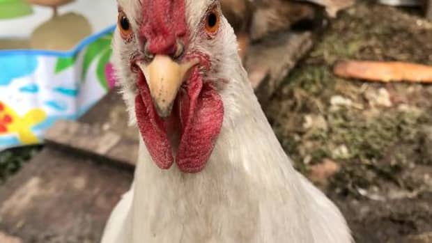 pros-and-cons-of-letting-chickens-free-roam