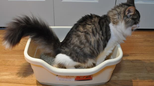 the-nitty-gritty-of-cleaning-kitty-litter-boxes