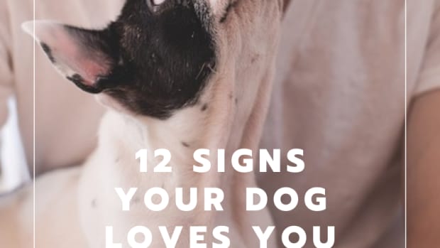 12-signs-your-dog-loves-you-and-how-to-be-the-person-your-dog-loves