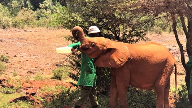 elephant-orphanage-nairobi