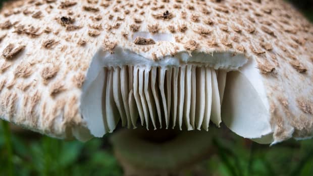 top-8-freaky-facts-about-fungus