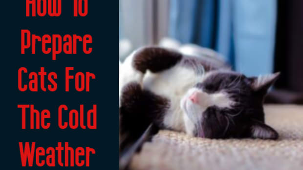 cats-and-the-cold-weather