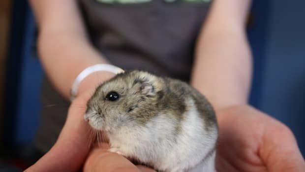 causes-of-sudden-death-in-hamsters
