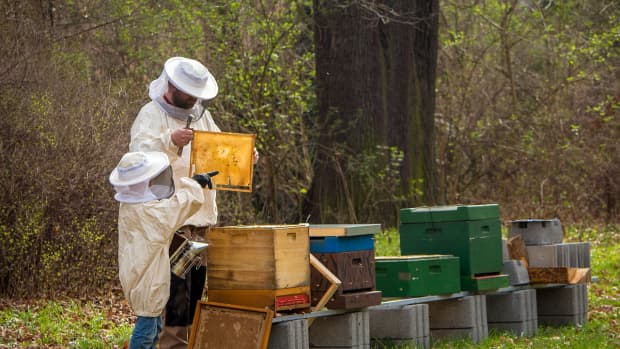 What Do Beekeepers Do in Spring? - PetHelpful