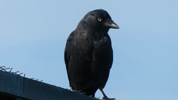 oiseau-noir