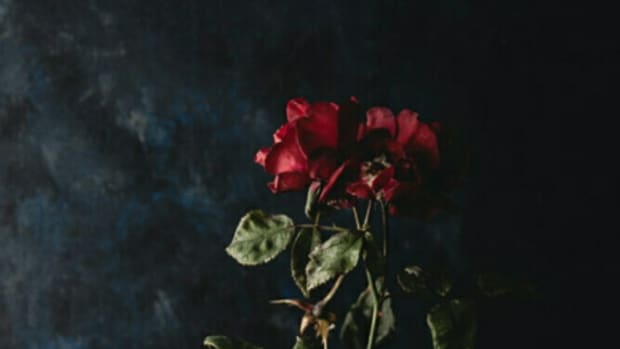dying-rosebud