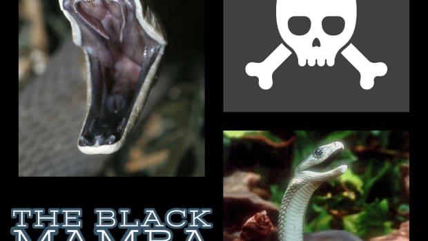 the-black-mamba-venomous-aggressive-and-extremely-dangerous