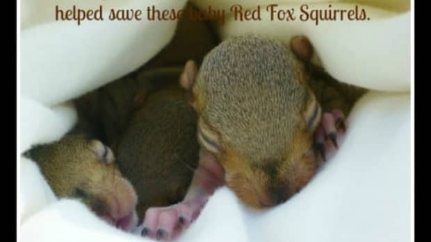 baby-red-fox-squirrels-saved-by-texas-wildlife-rehab-center