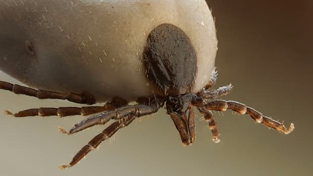 interesting-facts-about-horrible-ticks