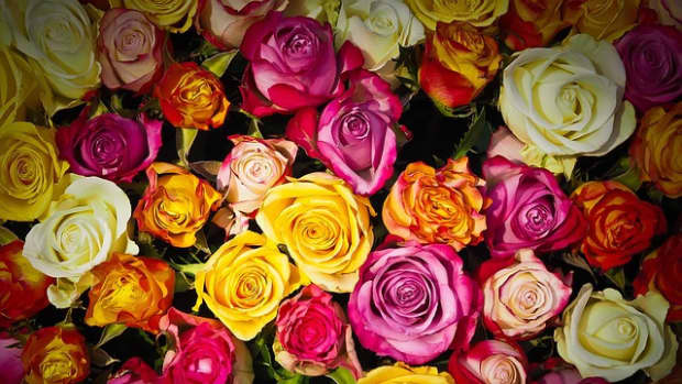 rose-color-meanings-whats-your-rose-language