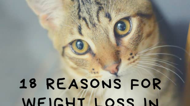 why-is-my-cat-losing-weight-what-should-i-do
