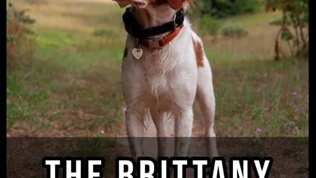 the-brittany-a-guide-for-owners