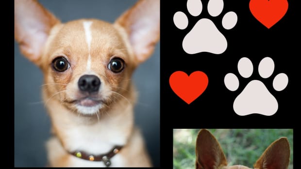 the-chihuahua-a-guide-for-owners