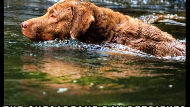 the-chesapeake-bay-retriever-a-guide-for-owners