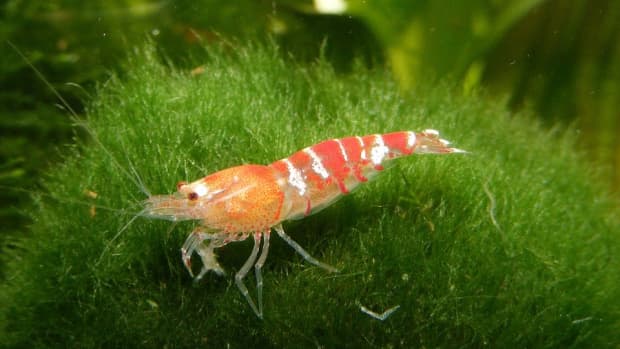 aquatic-plants-for-shrimp