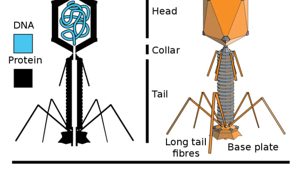 bacteriophages-viruses-that-affect-bacteria-and-human-lives