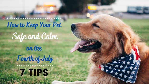 how-to-keep-pets-safe-on-july-4