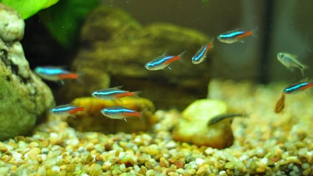 best-schooling-fish-aquarium