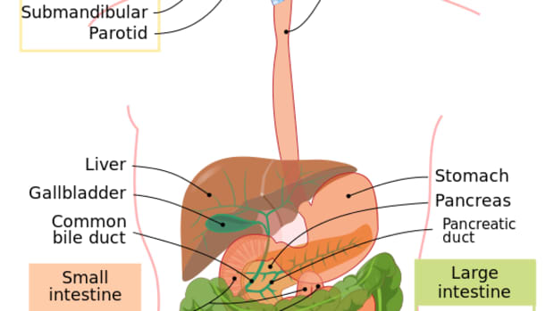 5-stages-of-human-digestion-digestive-processes
