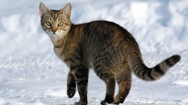 150 Mysterious Names for Sly Cats - PetHelpful
