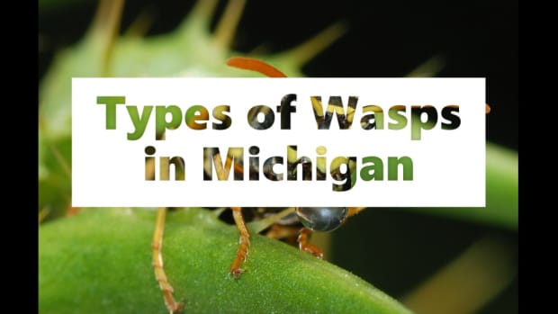 types-of-wasps-in-michigan