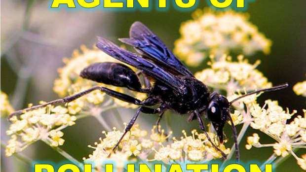 6-agents-of-pollination