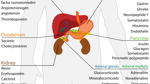 endocrine-glands-and-their-hormones