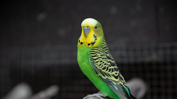 pete-the-parakeet