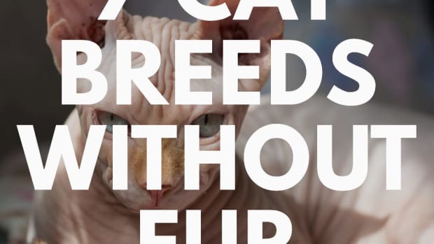 cat-breeds-without-fur