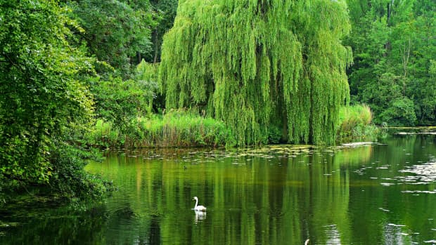 willow-trees-features-uses-and-interesting-discoveries