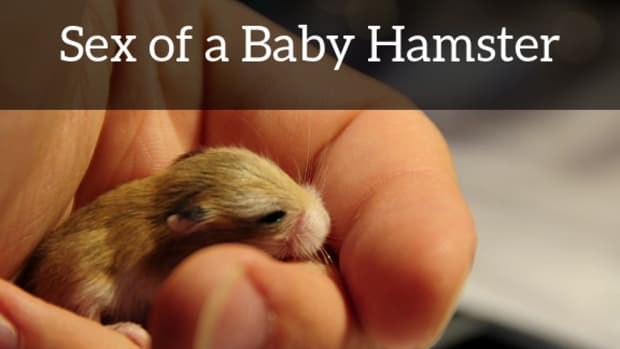 how_to_sex_baby_hamsters