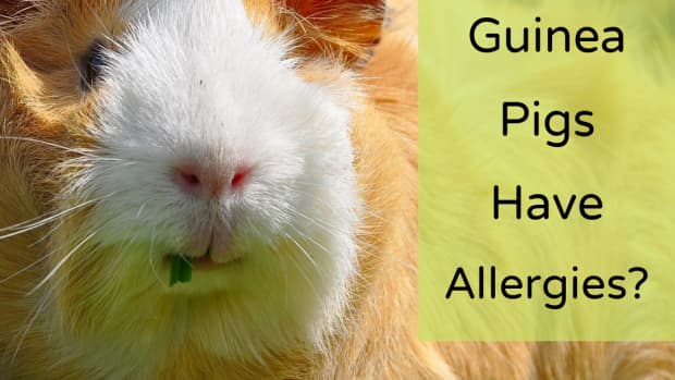what-are-guinea-pigs-allergic-to