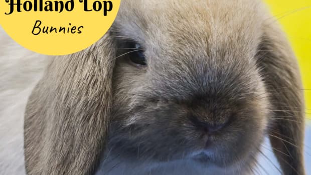 bunny-breed-guide-mini-lop-rabbits