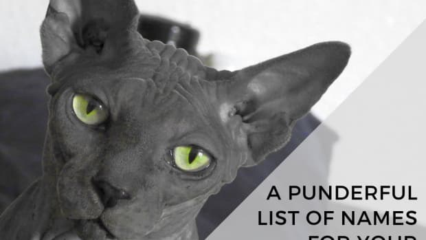 punderful-names-for-furless-pets