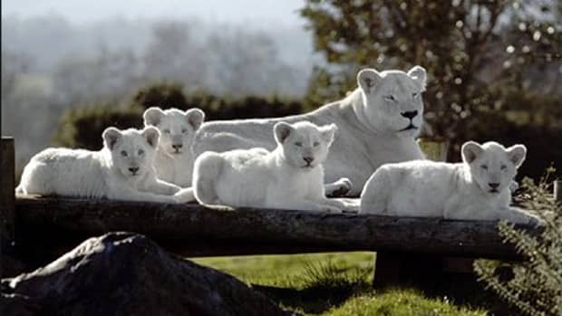 White lioness and her cubs at the West Midland Safari Park in the UK.