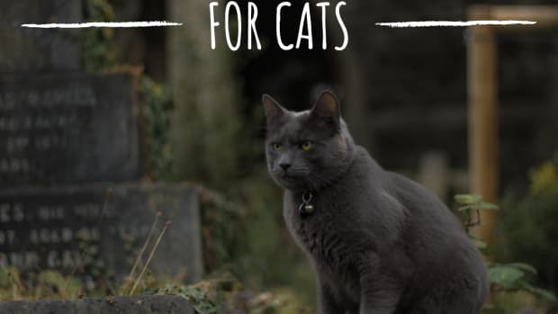witch-names-for-cats-from-history-and-literature