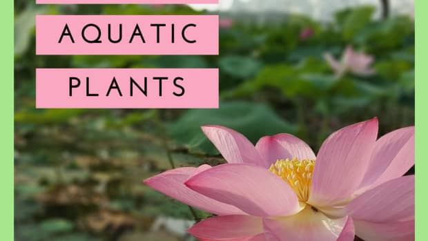 edible-aquatic-plants