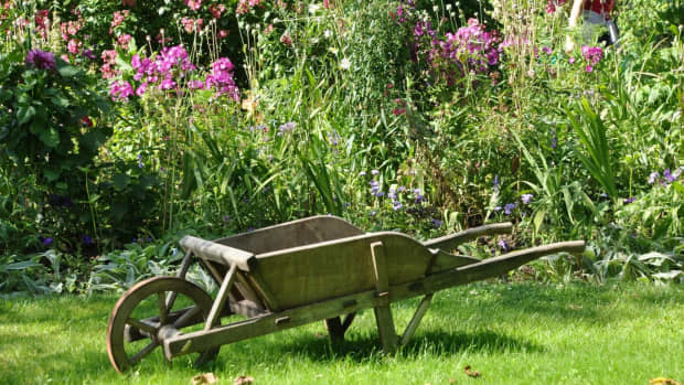 how-to-have-a-greener-garden-next-year
