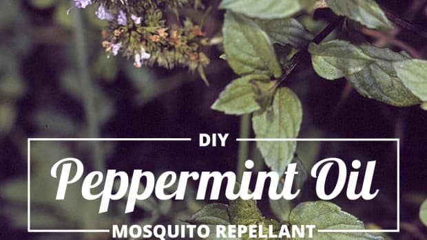 my-favorite-mosquito-repellent-peppermint