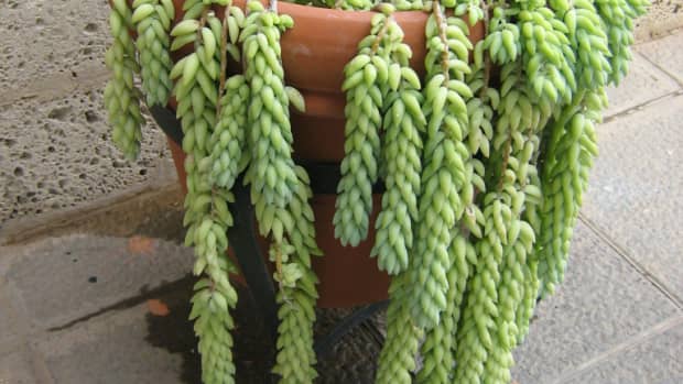 how-to-grow-burros-tail-donkey-tail