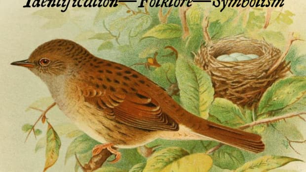 the-meaning-of-sparrows-identification-and-folklore