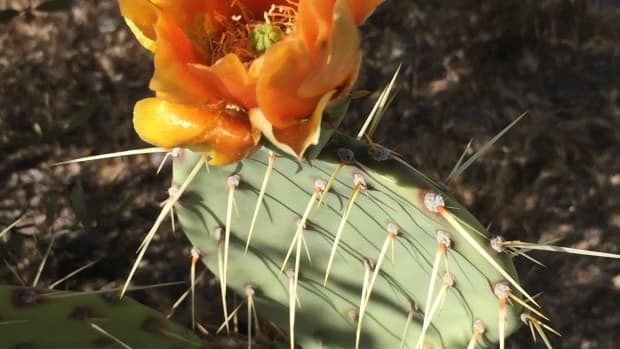 04-Apr-21 2016;Prickly Pear Cactus Bloom;Canyon Lake;IMG_1231