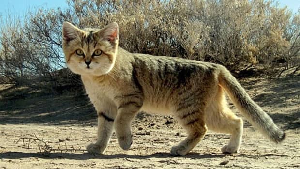 Southern Tiger Cat – International Society for Endangered Cats (ISEC) Canada