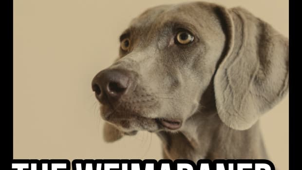 the-weimaraner-a-guide-for-owners