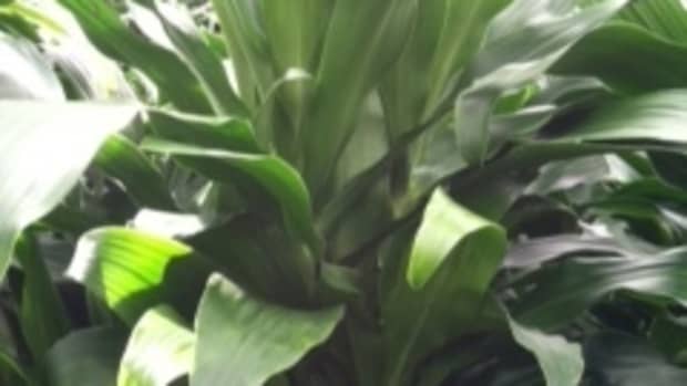 care-for-dracaena-lisa-corn-plant-draceana-deremensis-lisa-green-stalk-corn-plant
