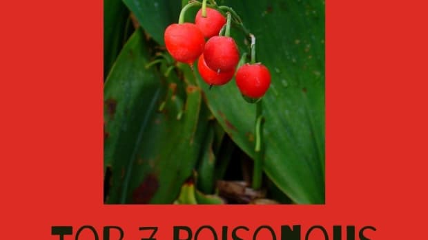 10-poisonous-berries-that-can-kill-you