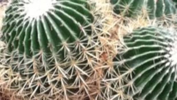 caring-for-indoor-barrel-cactus