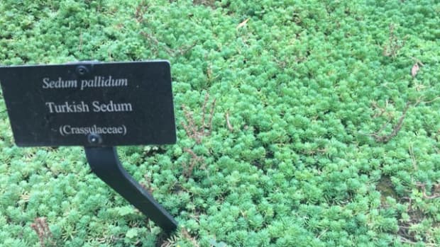 sedum-plant-types-care-and-propagation